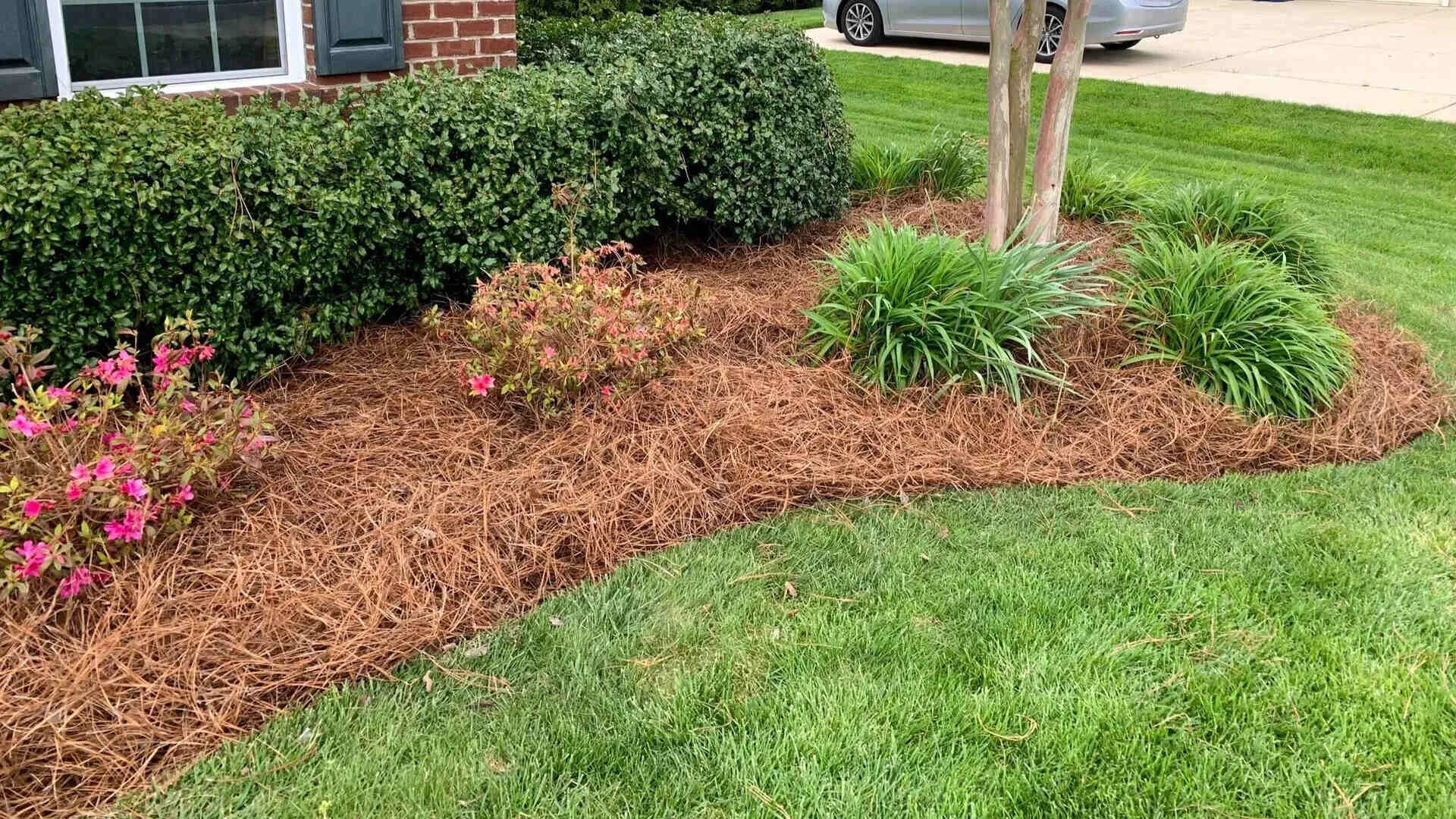 a mulched grass around a tree